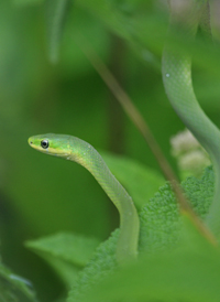 Rough Green Snake